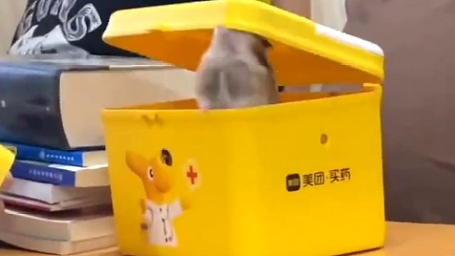 鼠鼠：读书好啊，知识使我安静