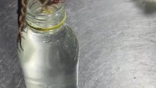 男子尝试用蜈蚣泡酒，最后一刻蜈蚣趴出瓶子。