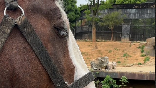 当马儿第一次见老虎时