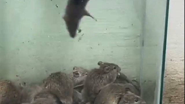 这个捕鼠器不是一般的丝滑啊