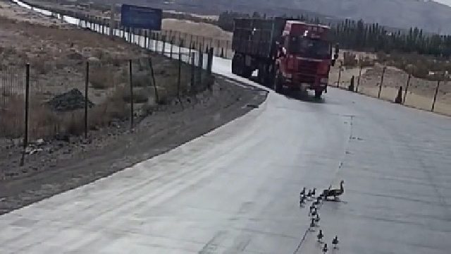 鸭妈妈带着孩子过马路，慌乱中直接飞走了