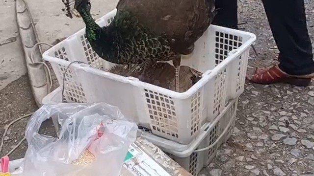 这孔雀长大怕不是不会开屏，只会打鸣