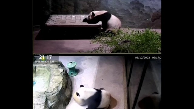 【美香一家】6月13日,崽崽依然是上演着饿着找吃的循环戏吗?每天都是9点多就睡觉?