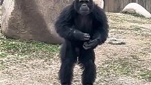 我真的要被这个大猩猩笑死