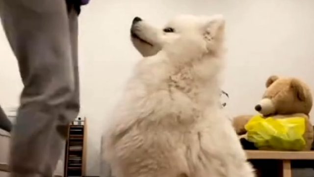 一群人对耶耶鼓掌耶耶会有什么反应