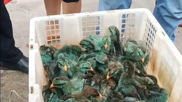 女子买5块钱一只的“孔雀”回家。“怎么听到了鸡叫……我是不是被骗了