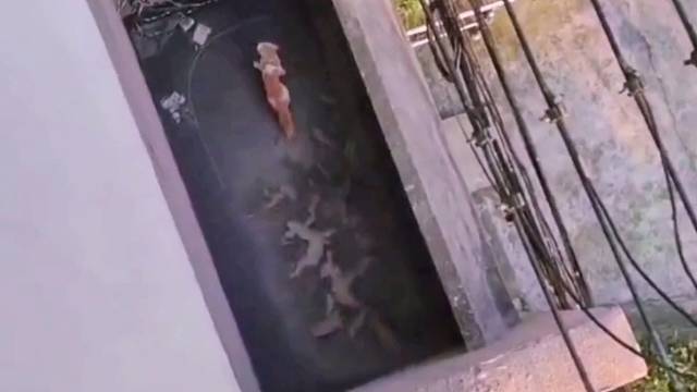 奇怪的印记竟然是这样来的#萌宠#猫咪#万万没想到#搞笑