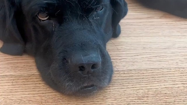 狗子怎么一脸无奈的表情哈哈哈