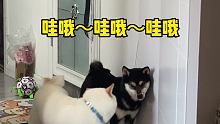 怎么真的被柴犬的甩臀攻击整吐了[允悲]