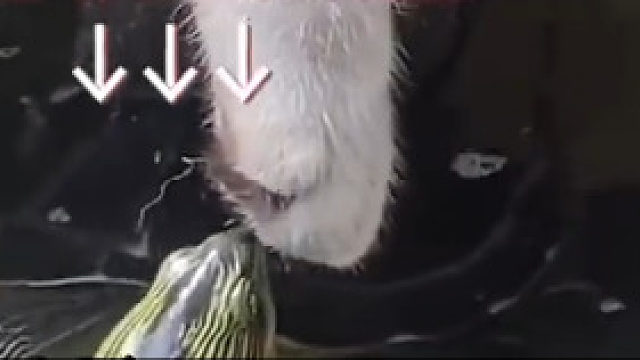 乌龟鬼鬼祟祟想要咬小猫爪子结果换来一顿喵喵拳