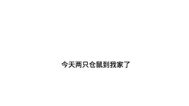 仓鼠，一公一母