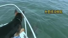 狗子：你搁这儿跟谁俩呢？海豚：它急眼了！