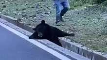 黑熊被卡水沟里无法挣脱