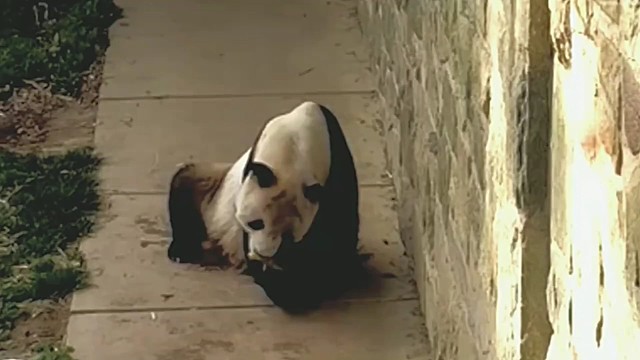 美香一家:熊猫添添吃小甘蔗,加油,回国后吃个够