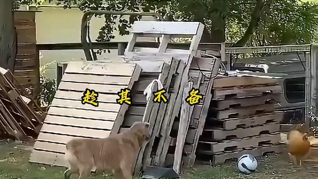 这是我小时候的田园即景，那是一些特别美好的时光