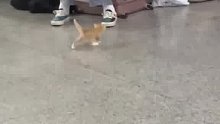 火车站的小小小小猫咪，好怕它被踩到