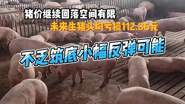 猪价继续回落空间有限，不乏筑底小幅反弹可能未来生猪养殖头均亏损为112.86元#猪价行情#生猪