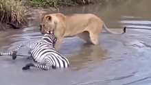狮子准备淹死斑马