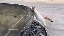 小区里有水池对小猫来说就是福音
