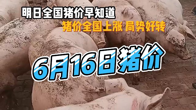 明日6月16日全国猪价早知道！猪价全国上涨局势好转#猪价行情#明日猪价#全国猪价#生猪价格