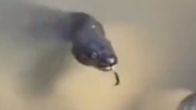 广西一男子钓鱼遇到水蛇，还拿小鱼去投喂。。。