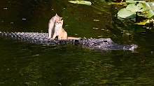 都说叫我扔猫，看吧  猫和鳄鱼是好朋友#鳄鱼养殖场 #猫 #可爱猫咪