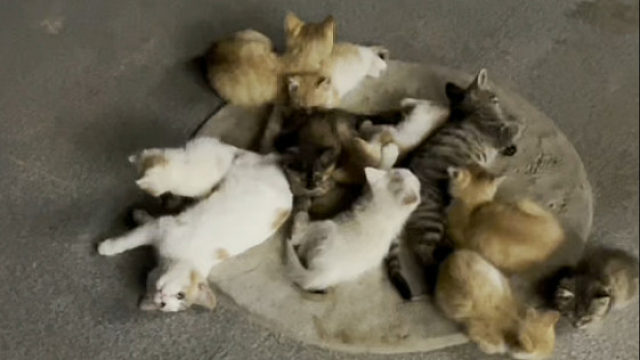 院儿里流浪猫们冒雨都要睡在井盖上，在井盖上给它们做个简易遮雨小凉亭