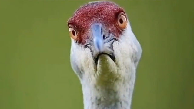 奇怪的知识增加了，为什么鸟类大多都是侧面照？