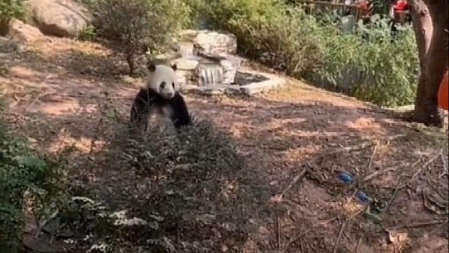 熊猫：给你们三分钟，我要这个饲养员的全部信息