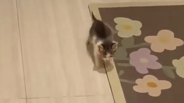 小猫咪屁颠屁颠迎接主人回来