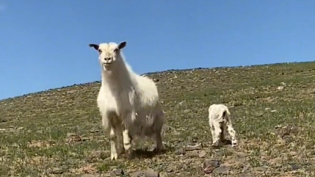 主人靠近刚出生的小羊羔，羊妈妈急得直跳脚