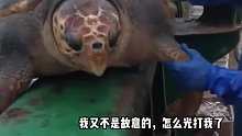 大哥打鱼打到海龟，海龟被迫上船，还无缘无故挨了巴掌