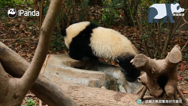 熊猫宝宝的迷惑行为!!!在水池里洗完洗完屁屁一定要去草地里蹭一蹭。