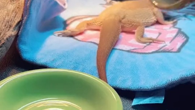 这玩意儿好吃吗