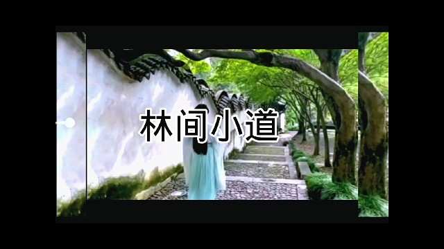 漫步在林荫小道上的身影