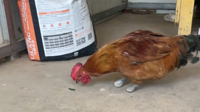 小鸡爪子掉了，很坚强，生活质量也很好，没有虐生