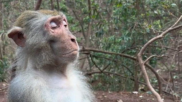 “猴王”打坐冥想，修行行径被曝光