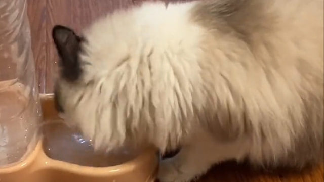 猫咪边摇头边喝水，喝一半撒一半，你给它上发条了吗
