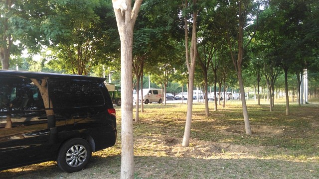 车不重要树奇葩