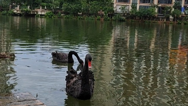 “丑小鸭”与黑天鹅