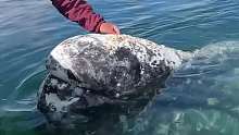 游客给30吨灰鲸摘除身上的鲸虱，它高兴得原地转圈 ，好有灵性，太不可思议了！