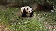 大熊猫在哇哦声中迷失自我