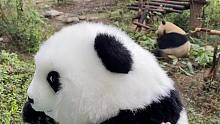 熊猫：胖点怎么啦