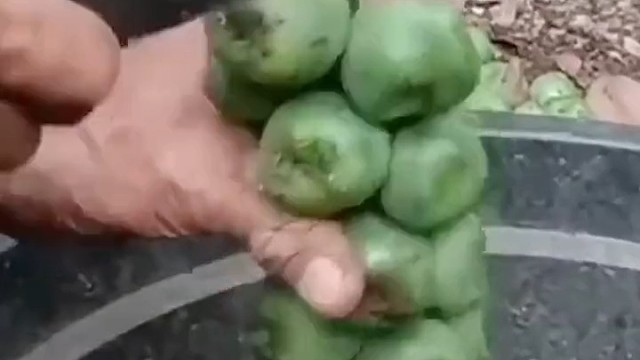 可以说百分之九十九的人不认识这个水果