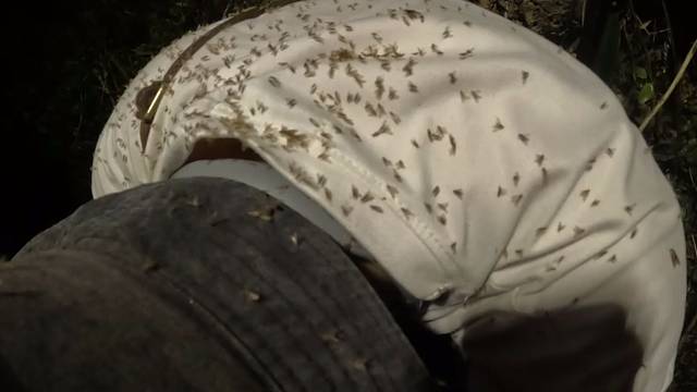 下雨一到晚上全是这种虫子