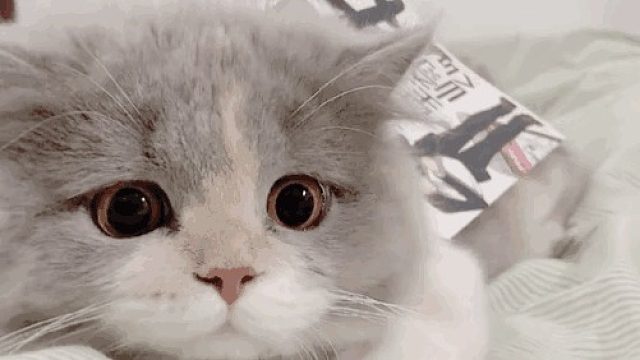 带了力防装备还是没活到最后啊，阿虚要不要接着开会