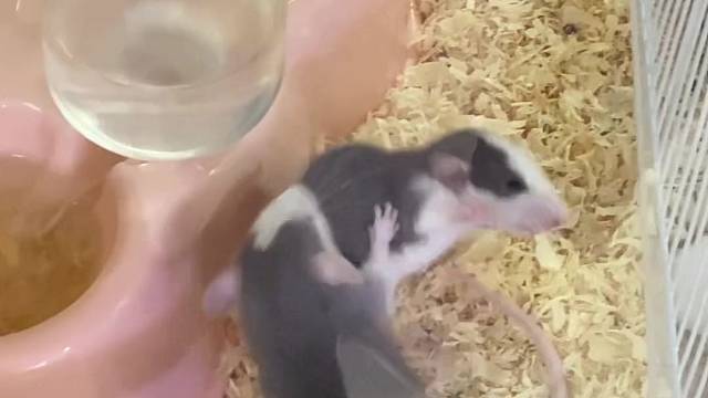 鼠鼠我呀，今天打架了