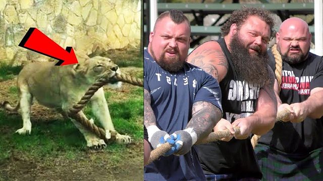 狮子的力量有多大？6名老外与狮子拔河比赛，结局令人意外