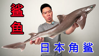 試吃一條日本角鯊，出鍋后把我驚到了