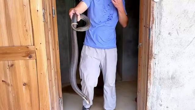 什么蛇最好养？